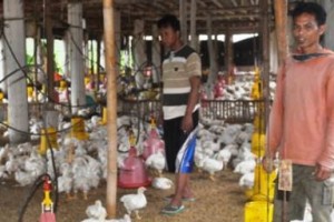 Peternak ayam potong di desa Garatengah Kuningan.